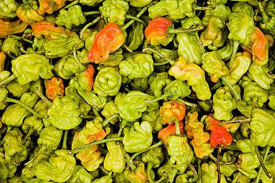 《宝可梦：大集结》追加护士专用辅助宝可梦幸福蛋